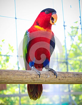 Colorful Parrot resting ona stick Front view