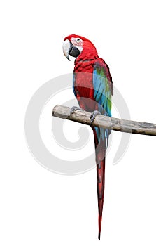 Colorful parrot saying.
