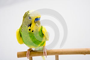 Colorful parrot sitting at the branch