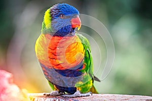 Colorful parrot is sitting in summer sunny day on a branch