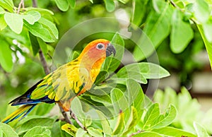 Colorful of parrot sun conure species in tropical forest of amazon