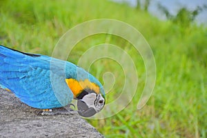 Colorful parrot in Thail