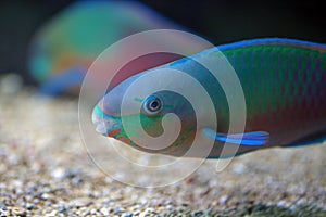 Colorful parrotfish