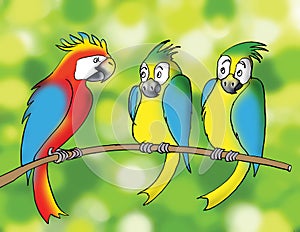 Colorful parrots, cartoon