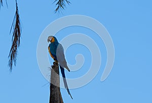 Colorful parrots commonly known as Guacamayo azuliamarillo perched on a tree