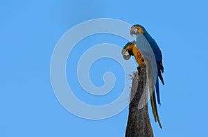 Colorful parrots commonly known as Guacamayo azuliamarillo perched on a tree photo