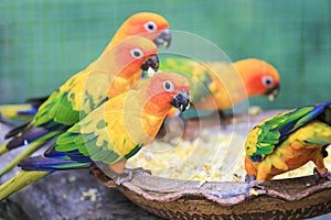 Colorful parrots eating seeds and corn.