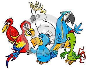 Colorful parrots group cartoon illustration