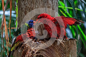 Colorful parrots in Loro Park in Tenerife, Spain photo