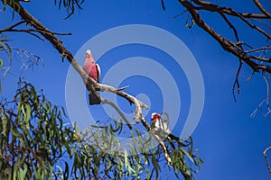 Parrots perched on tree branch against sky background