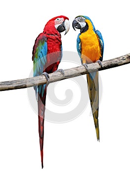 Colorful parrots saying.