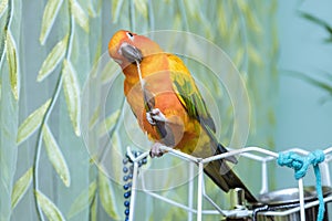 Colorful parrots sitting on holding a parrot feather