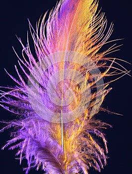 Colorful partridge feather