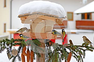 Colorful Passerine birds (The tits) in Europe