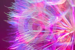 Colorful Pastel Background - vivid abstract dandelion flower