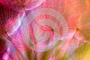 Colorful Pastel Background - vivid abstract dandelion flower