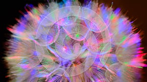 Colorful Pastel Background - vivid abstract dandelion flower