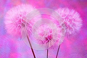 Colorful Pastel Background - vivid abstract dandelion flower