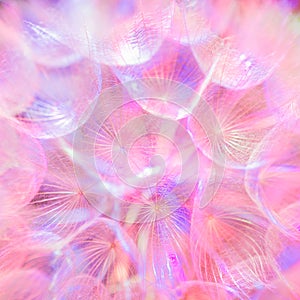 Colorful Pastel Background - vivid abstract dandelion flower