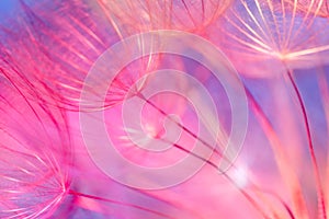 Colorful Pastel Background - vivid abstract dandelion flower