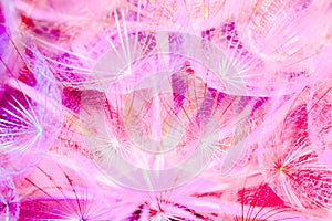 Colorful Pastel Background - vivid abstract dandelion flower