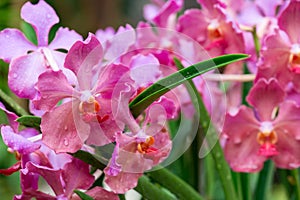 Colorful pastel pink orchids covered with raindrops, green background