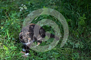 Colorful patch cat hunting in the meadow