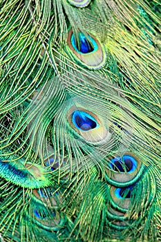 Colorful Pattern of Peacock Feathers