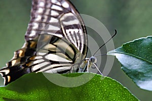 Colorful yellow swallowtail butterfly resing on a green plant staring straightr ahead.