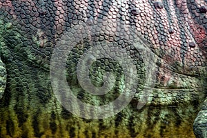 The colorful and patterns of dinosaur skin model surfaces created with cement.