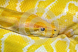 Colorful patterns and head of gold boa.