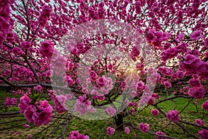 Colorful peach blooming, spring sunset