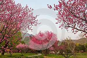 Colorful peach blooming, spring sunset