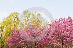 Colorful peach flower and green willow spring