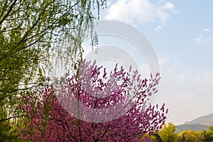 Colorful peach flower and green willow spring