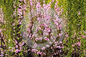 Colorful peach flower and green willow spring