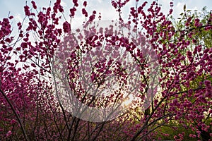 Colorful peach flower spring