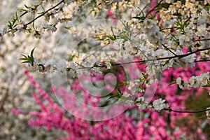 Colorful peach flower spring