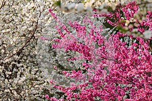 Colorful peach flower spring