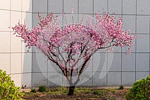 Colorful peach flower spring