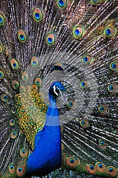 Colorful Peacock