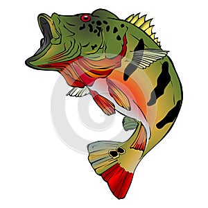 Colorful Peacock Bass Vector Illlustration