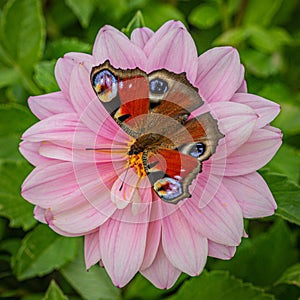 Colorful peacock butterfly on pink flower