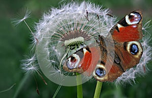 Colorful peacock butterfly sitting on a white dandelion