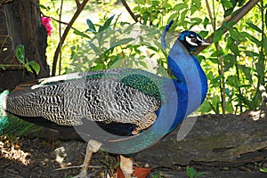 Colorful Peacock