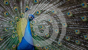 Colorful peacock displaying its vibrant feathers with tail fanned out on the ground.