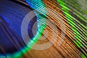 Colorful peacock feather closeup macrophotography