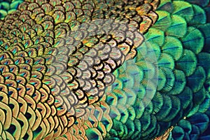 Colorful peacock feather