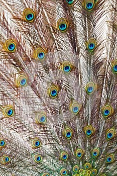 Colorful Peacock feathers