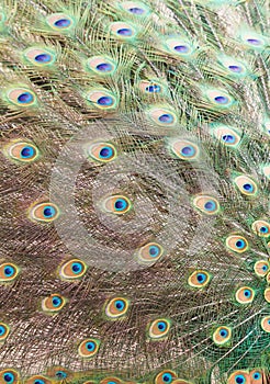 Colorful Peacock feathers